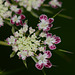 Detail of purple Queen Anne's lace