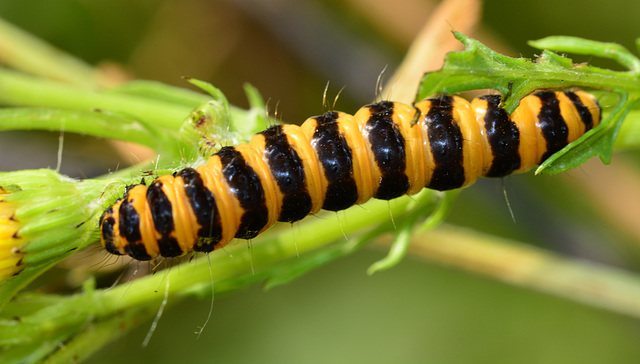 Caterpillar. Cinnabar Moth