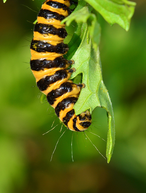 Caterpillar. Cinnabar Moth