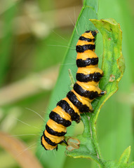 Caterpillar. Cinnabar Moth