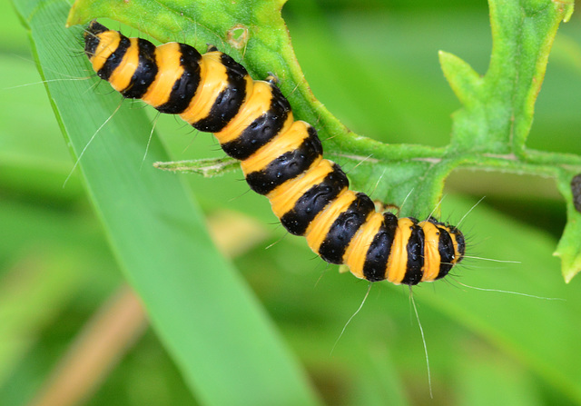 Caterpillar. Cinnabar Moth