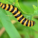 Caterpillar. Cinnabar Moth
