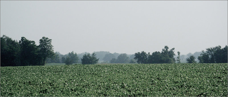 Across the Fields