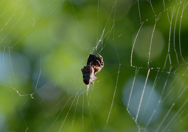 Big spider, big web, big catch