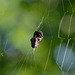 Big spider, big web, big catch