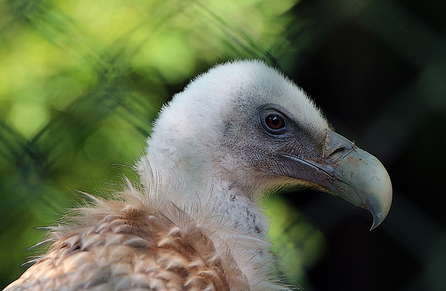 Zoo de Beauval