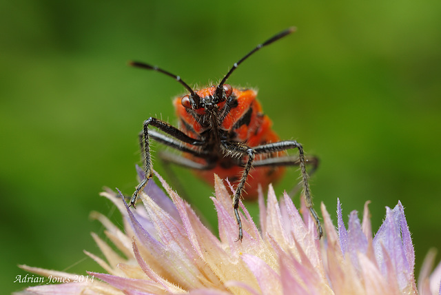 Corizus hyoscyami