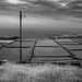 fields