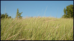 Beach Grasses