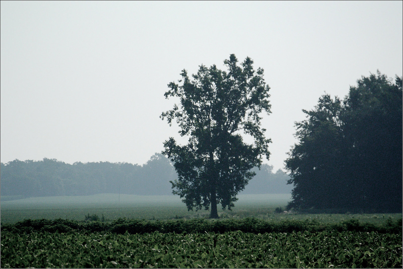 Tree, Field, Fog