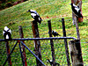 Magpies.