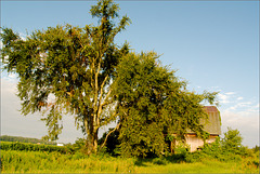 Two Views of a Barn, with Tree