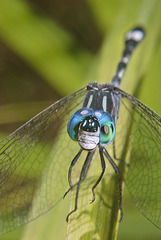 "Blue caribbean eyes"