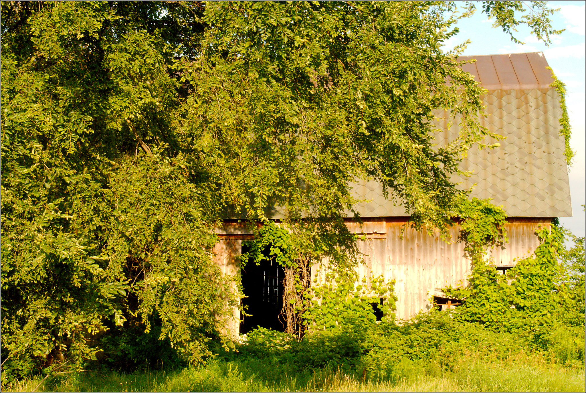 Two Views of a Barn, with Tree