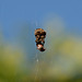 Big spider, other side