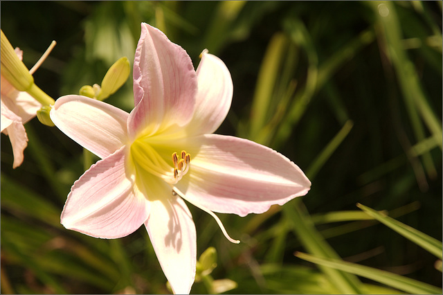 Daylily