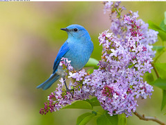 Merlebleu azuré - Mountain bluebird