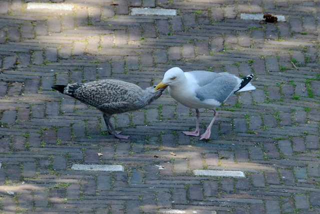 Juvenile Gull getting food