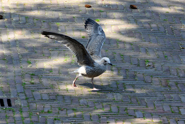 Juvenile Gull trying to ﬂy