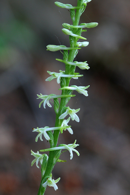 Flat-spurred Piperia