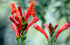 Two Red flowers