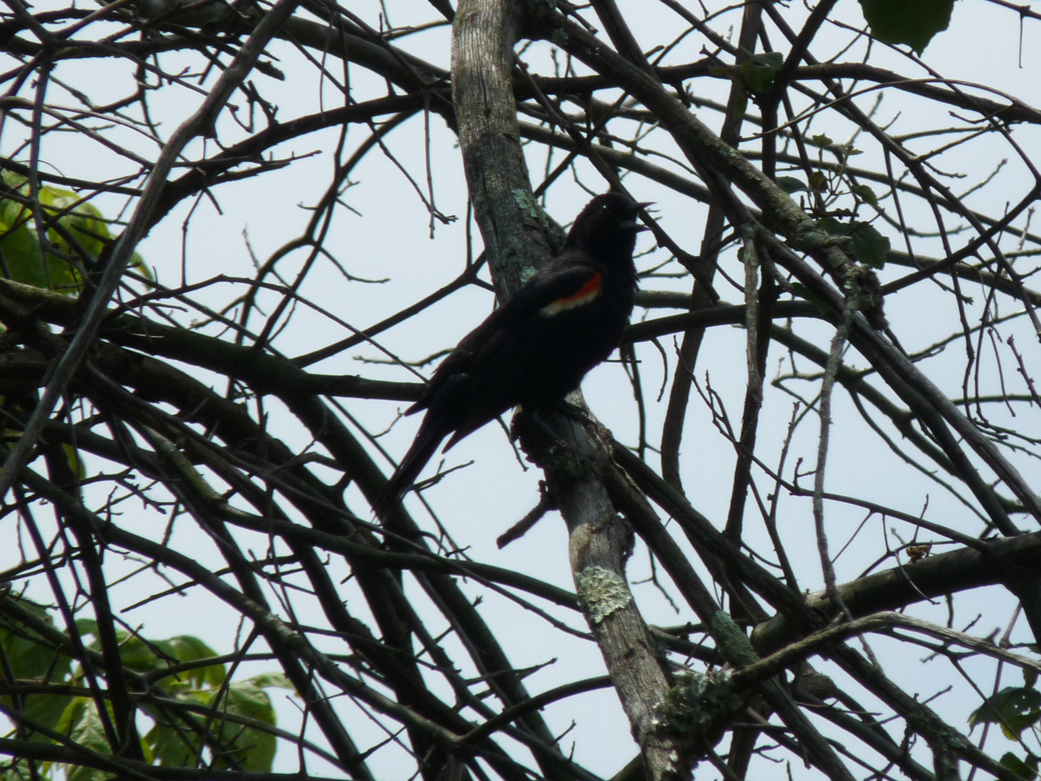 red-winged blackbird