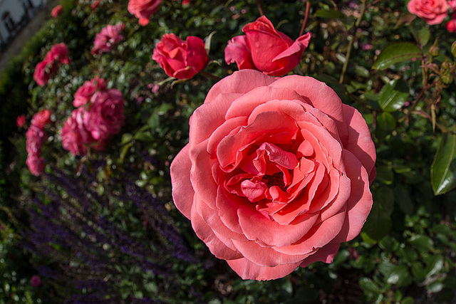 20140626 3605VRFw [D~LIP] Rosengarten, Bad Salzuflen