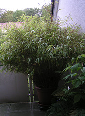 Bambus 011a