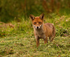 Fox in hayfield