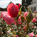 20140626 3607VRFw [D~LIP] Rosengarten, Bad Salzuflen