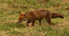 Fox in hayfield