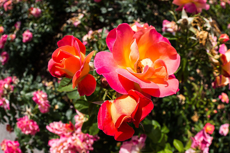 20140626 3608VRFw [D~LIP] Rosengarten, Bad Salzuflen