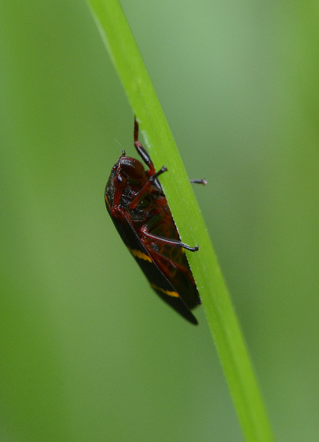 Underside of hopper