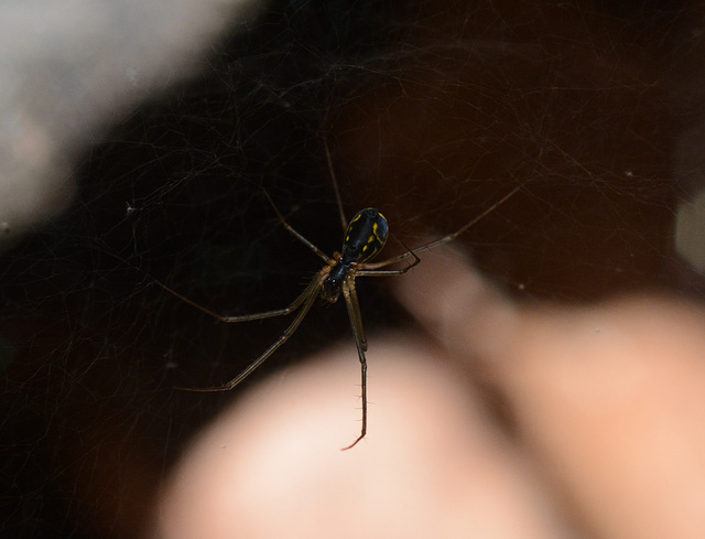 Little woodpile spider