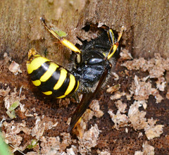 Digger Wasp.....digging!