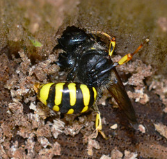 Digger Wasp.....digging!