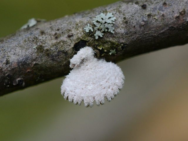 Baby fungus