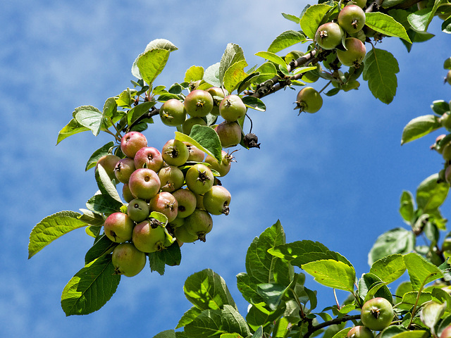 Zierapfel