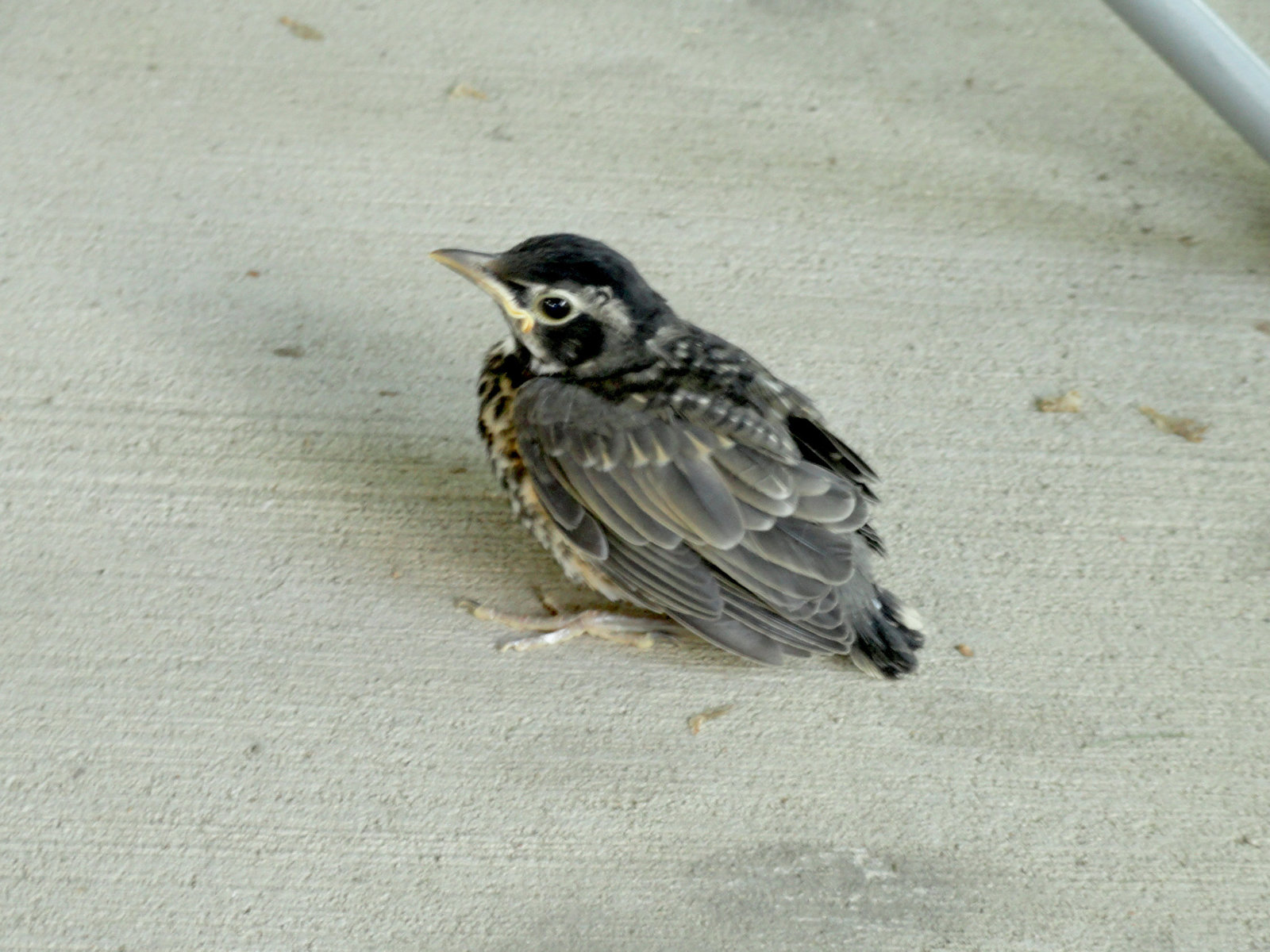 Baby Robin