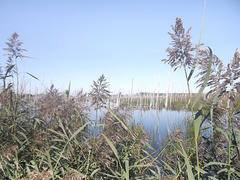 Écosystème du Québec / Quebec ecosystem.