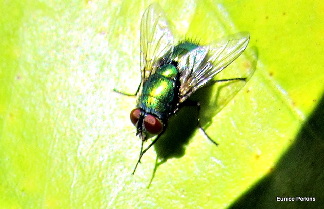 Fly on Leaf