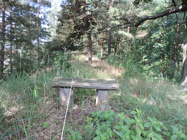 Einsame Bank im Kiefernwald