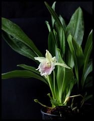 Cochleanthes(= Warczwiczella) Molière x Bolleanthes Lafontaine purpurea