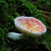 Bicolored Russula