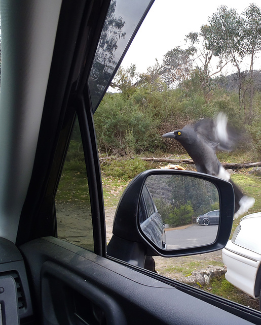 curious currawong