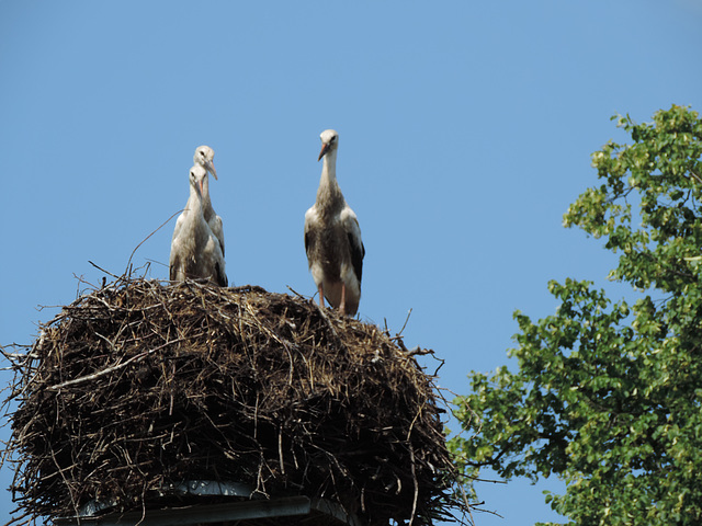 Wir können noch nicht fliegen...