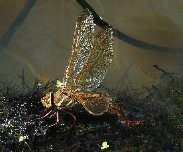 Brown Hawker at work