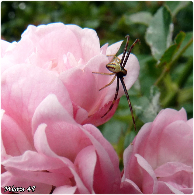 MON JARDIN