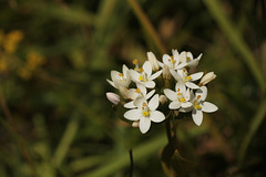 Common Centaury in White Centaurium erythraea