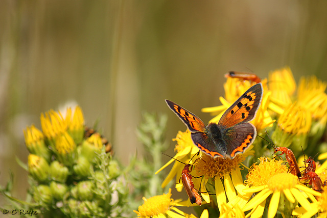 Small Copper Lycaena phlaeas